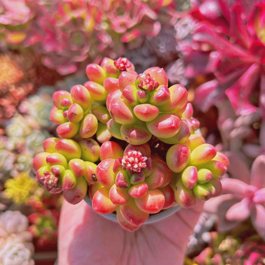 多肉植物 緑と赤のロゼット状*3 多肉植物 緑と赤のロゼット状*3