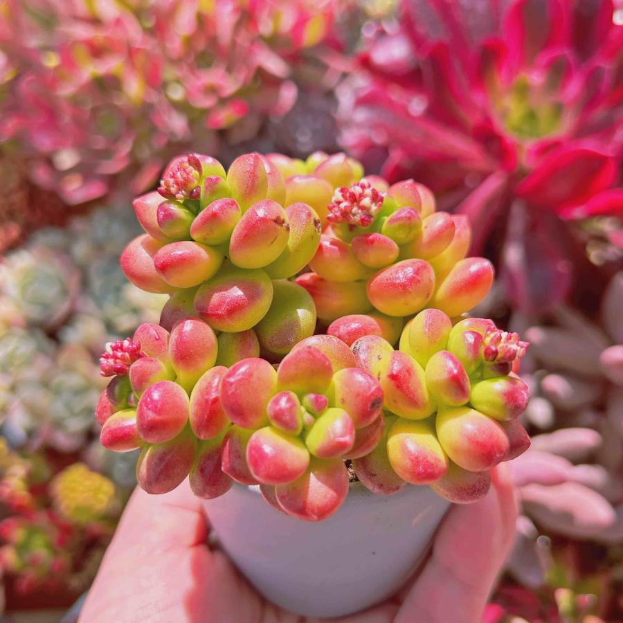 多肉植物 丸葉松の緑 6頭 るる農園 : るる農園 - 通販 - Yahoo