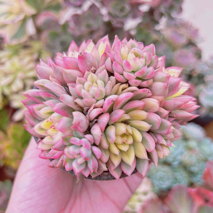 多肉植物 女雛錦 5頭以上 大群生 るる農園 : るる農園 - 通販