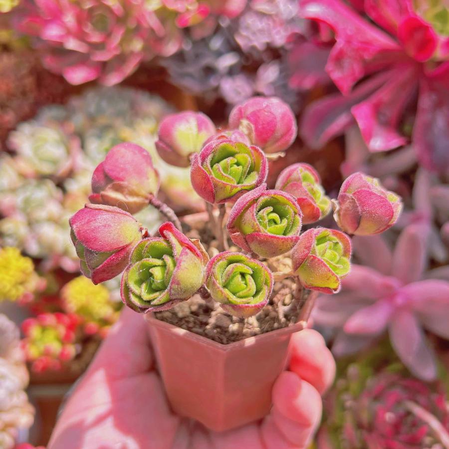 多肉植物 アドニス（Aeonium saundersii） 6頭以上 群生 るる農園