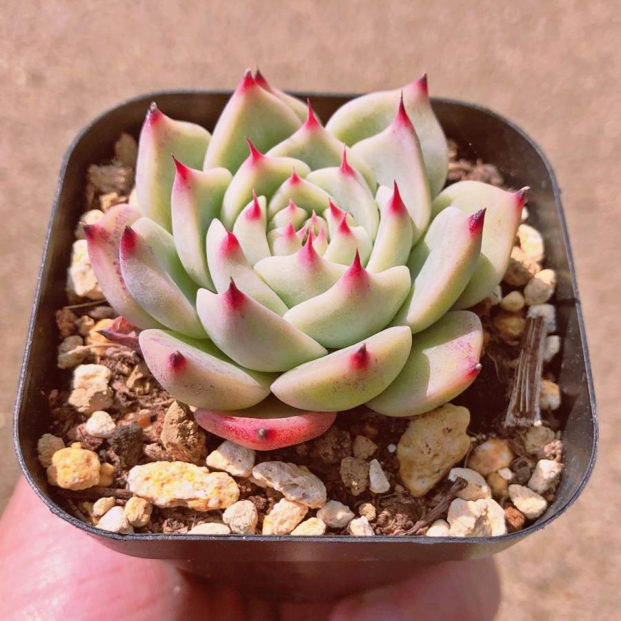 多肉植物 ルビーブラッシュ るる農園 : るる農園 - 通販 - Yahoo