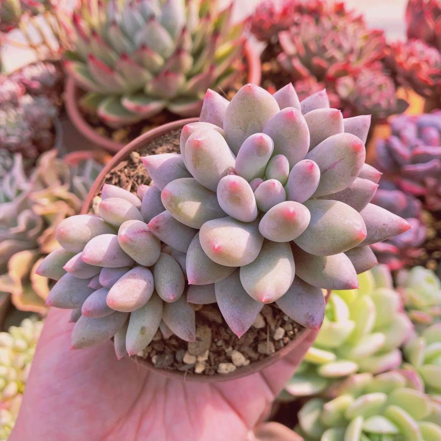 単頭 多肉植物単頭 多肉植物 Seikidairiten インテリア 住まい 日用品 その他 Cpmalaysia Com