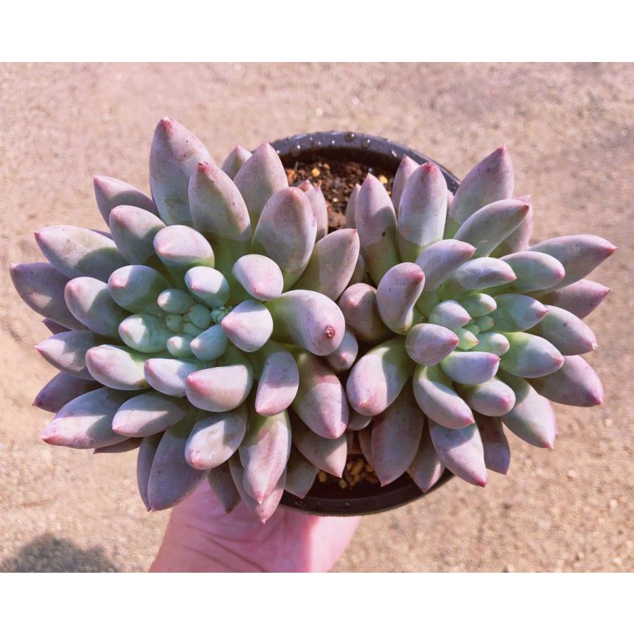 多肉 リトープス 希少 激レア Vanzylii Emerld (緑綾耀玉)
