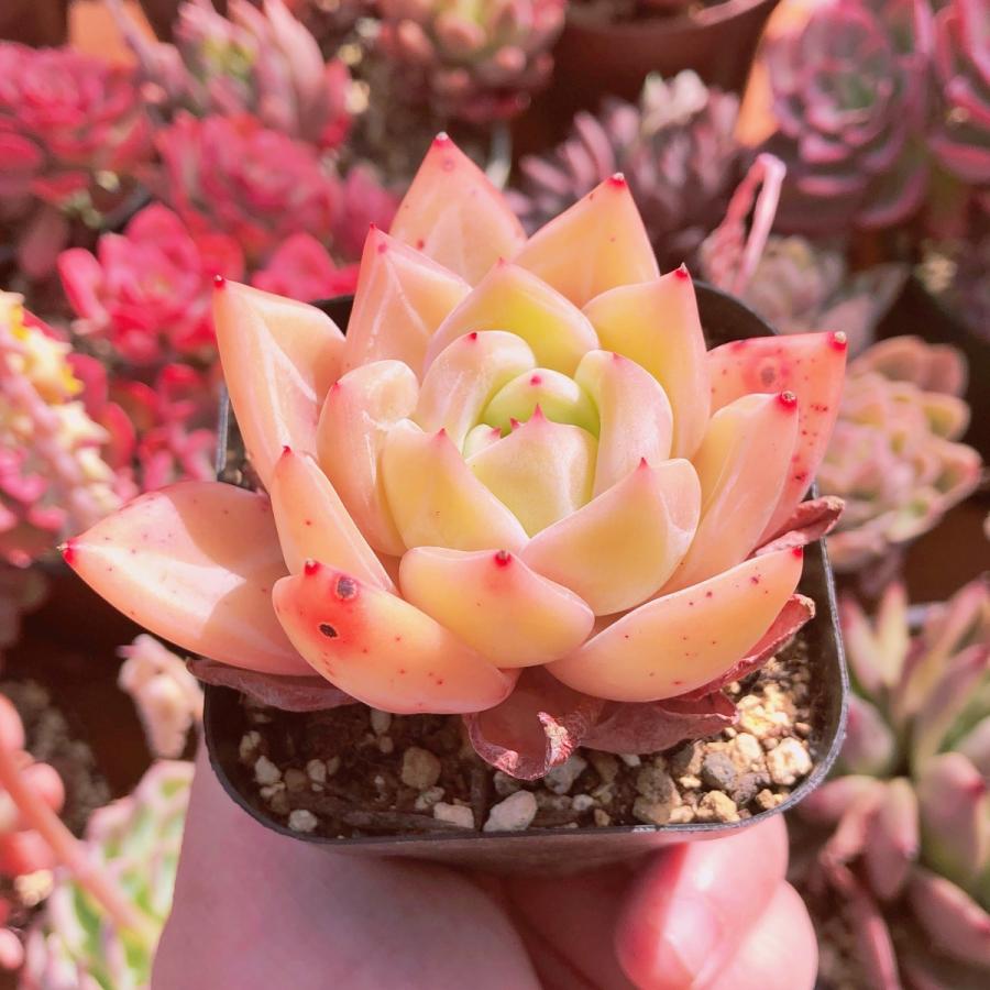 新入荷 多肉植物 ゴールドシャネル るる農園 : るる農園 - 通販