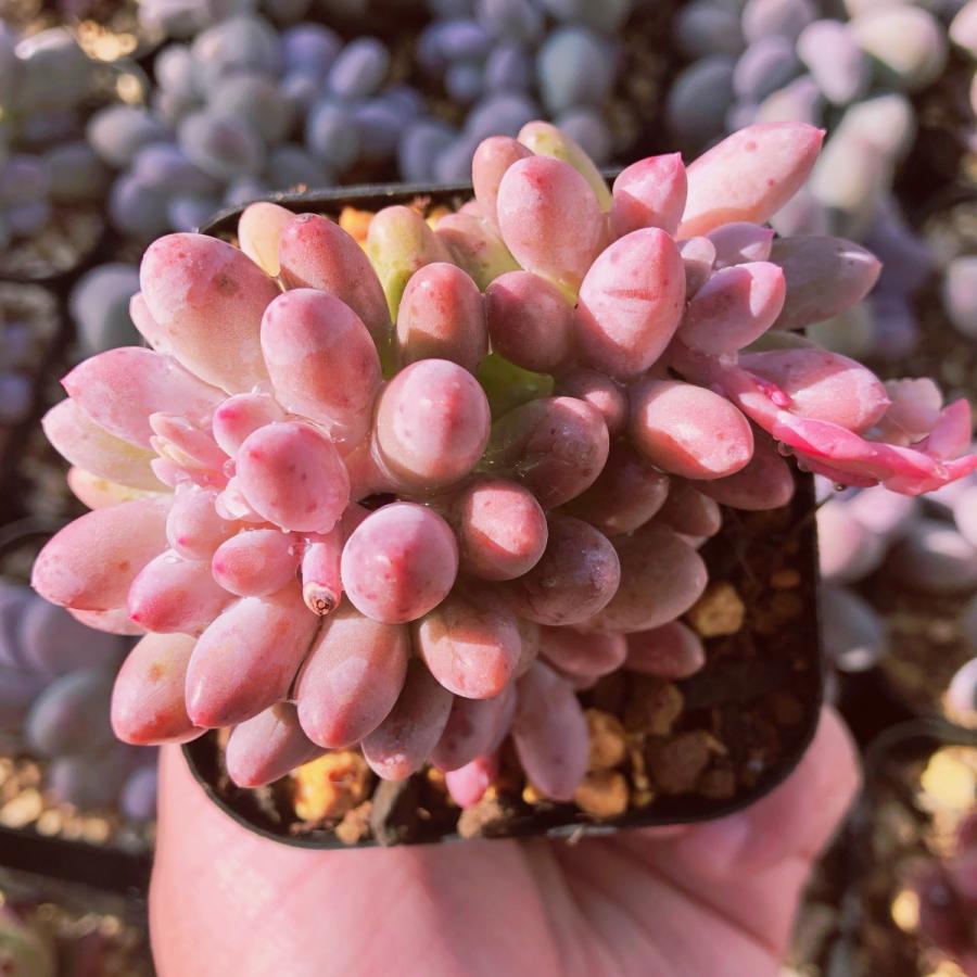 多肉植物 ベビーフィンガー☆ 観葉植物