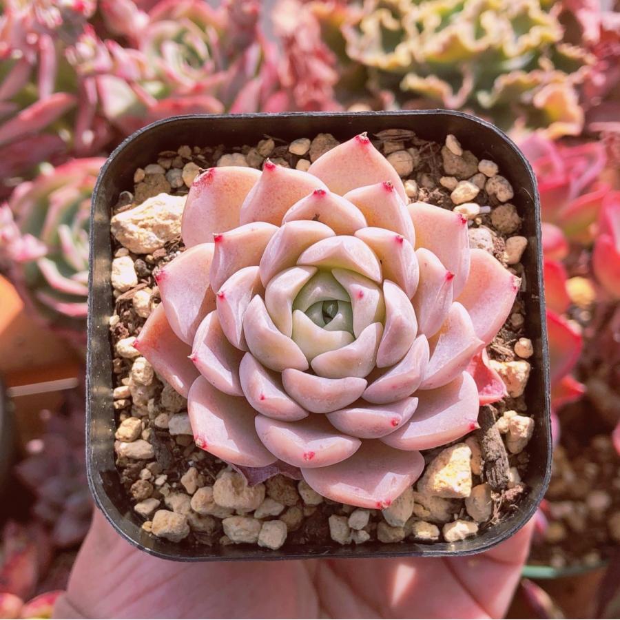 新入荷 多肉植物 purelove sp るる農園 : るる農園 - 通販