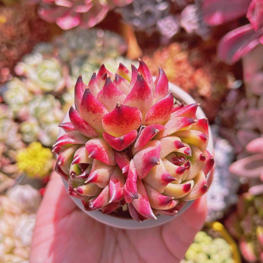 注目の 花サボテン 大苗 多肉植物 植物 観葉植物 インテリア 住まい 小物 Belvtor By