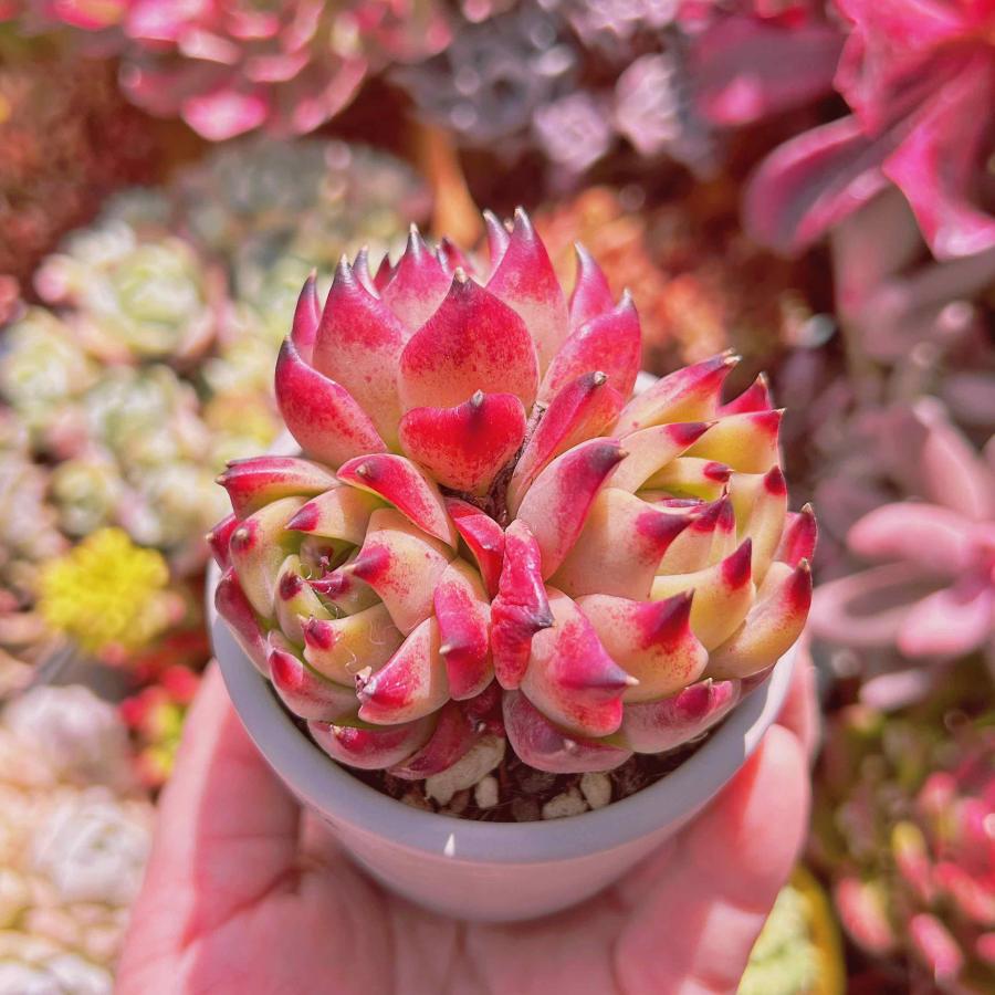 多肉植物 ブルードラゴン 2〜3頭 群生 : るる農園 - 通販 多肉植物 ブルードラゴン 2〜3頭 群生 : るる農園 - 通販
