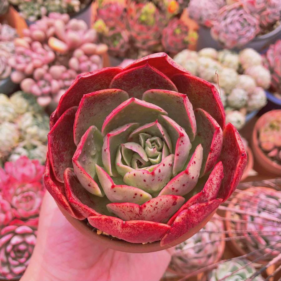 エケベリア 7種 赤い子セット 抜き苗 多肉植物 SALE❗️784多肉植物 エケベリア ホタルルビ 抜き苗 寄せ植え 4苗