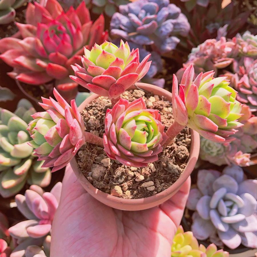 多肉植物 緑とピンクの群生*3 ピンクベリー群生 | RuPo 多肉植物専門店