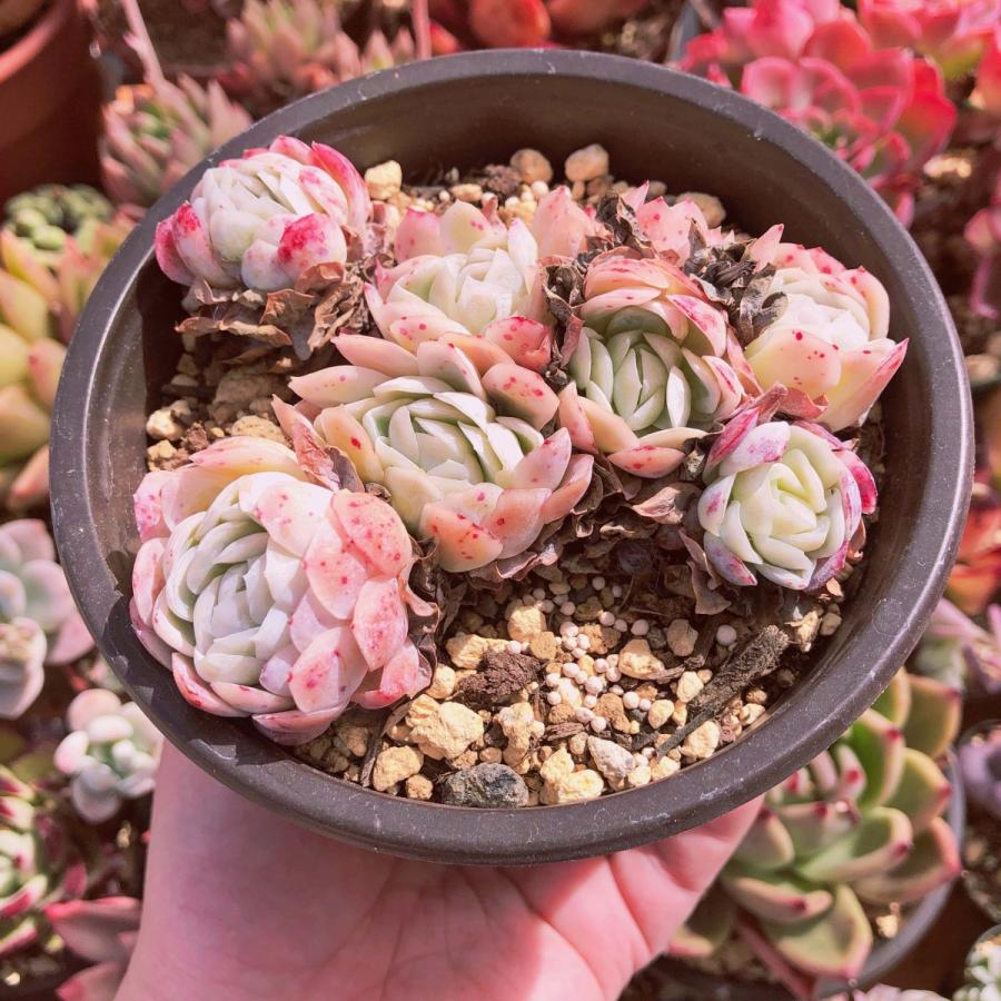 ジェミニ 大苗 多肉植物 02
