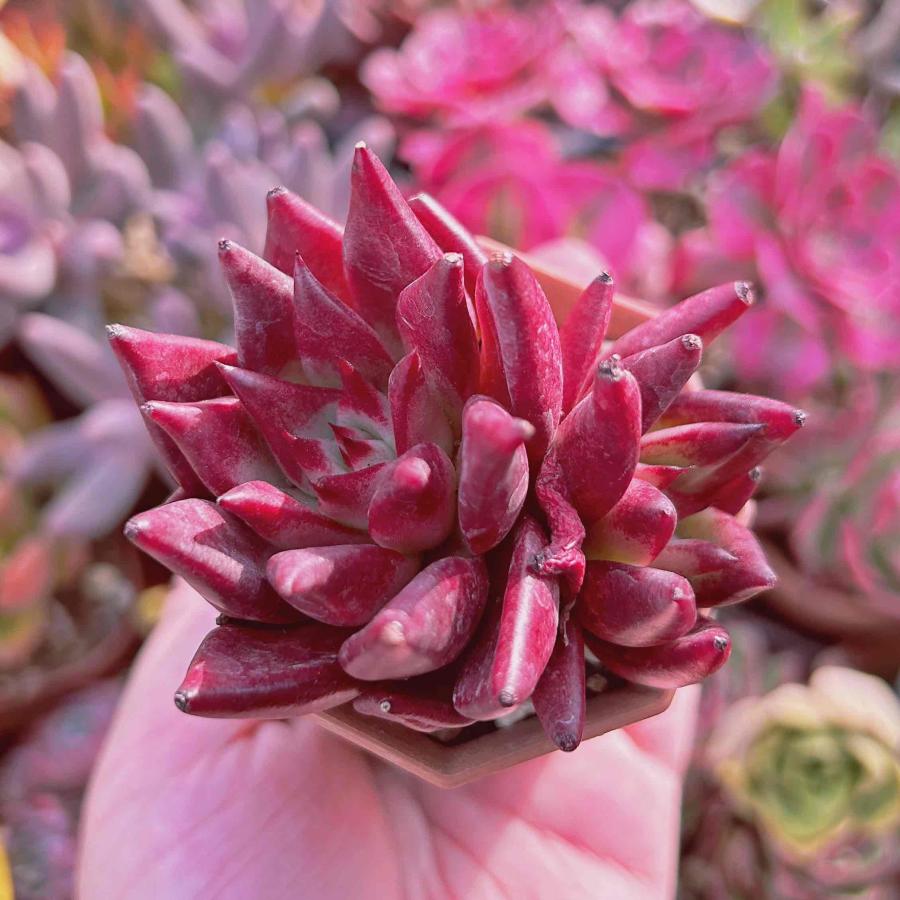 レア 多肉植物 プラトニック 群生 るる農園 Taniku るる農園 通販 Yahoo ショッピング