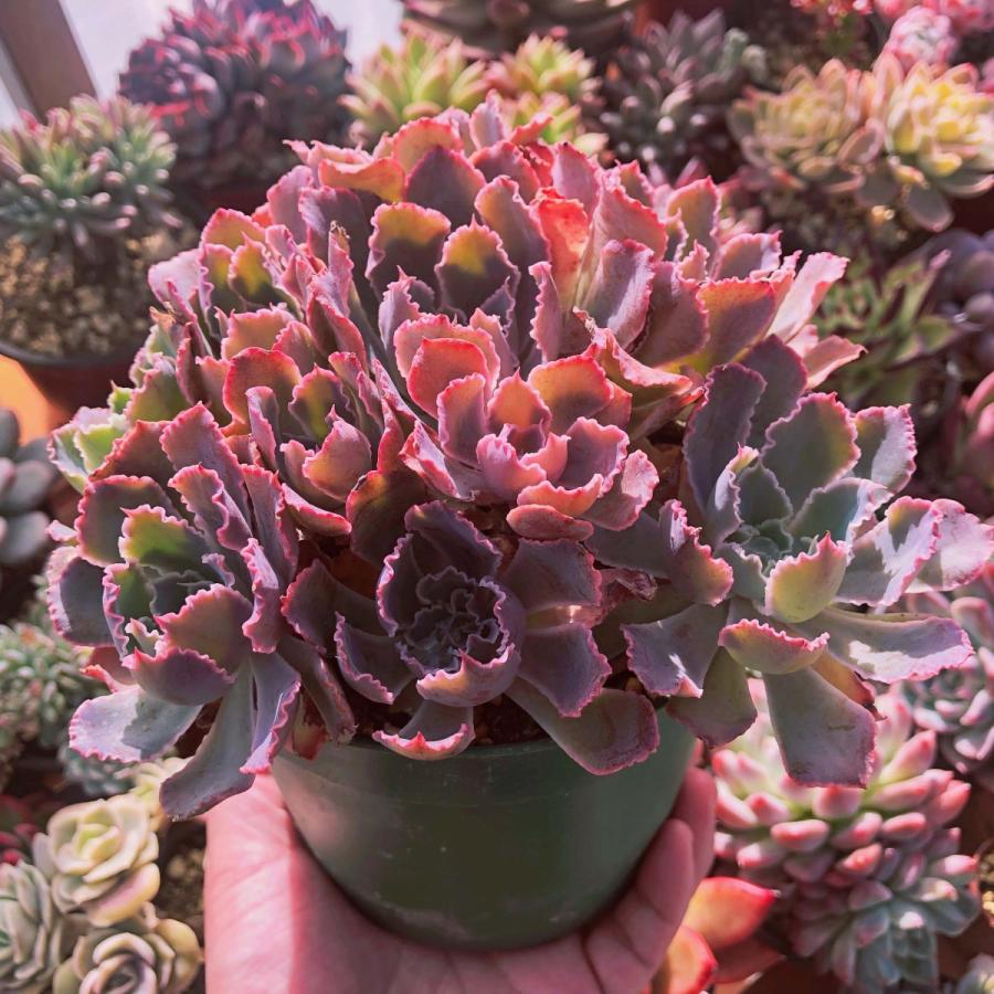 多肉植物 シャビアナ 特大群生 るる農園 : るる農園 - 通販 - Yahoo