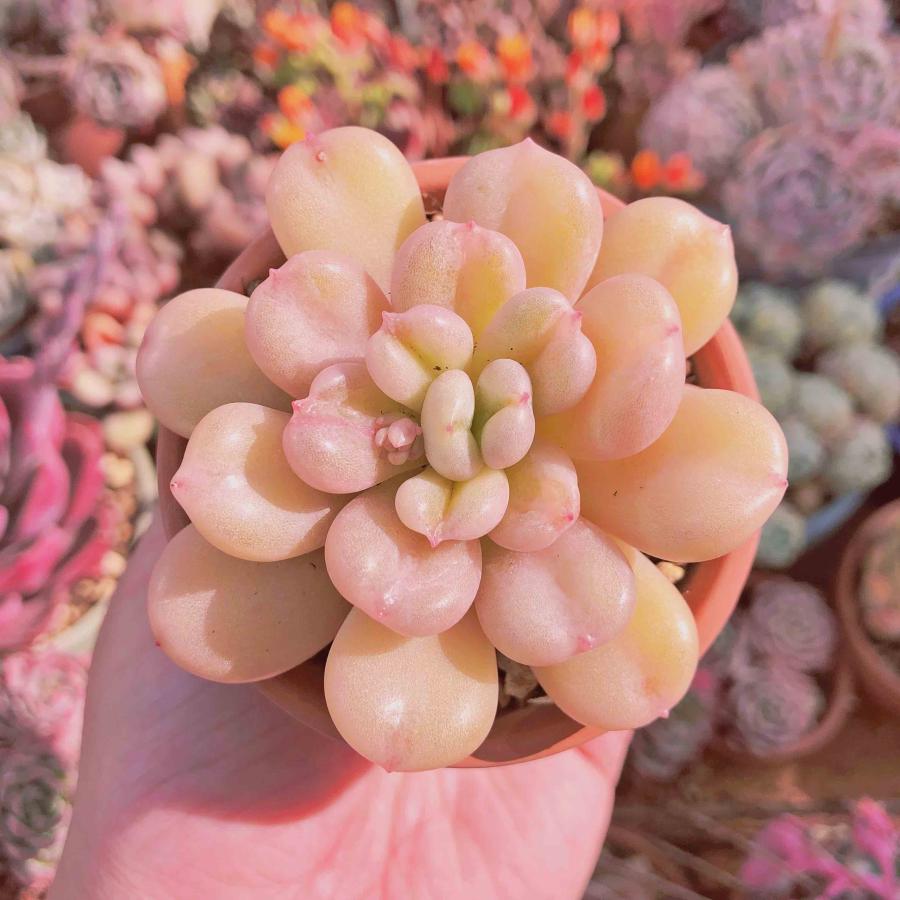 多肉植物 ビルゲイツ るる農園 : るる農園 - 通販 - Yahoo!ショッピング