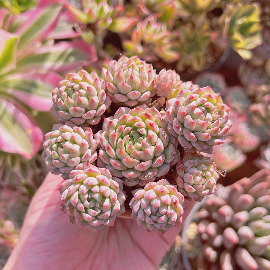 多肉植物 Clara群生 【公式通販】