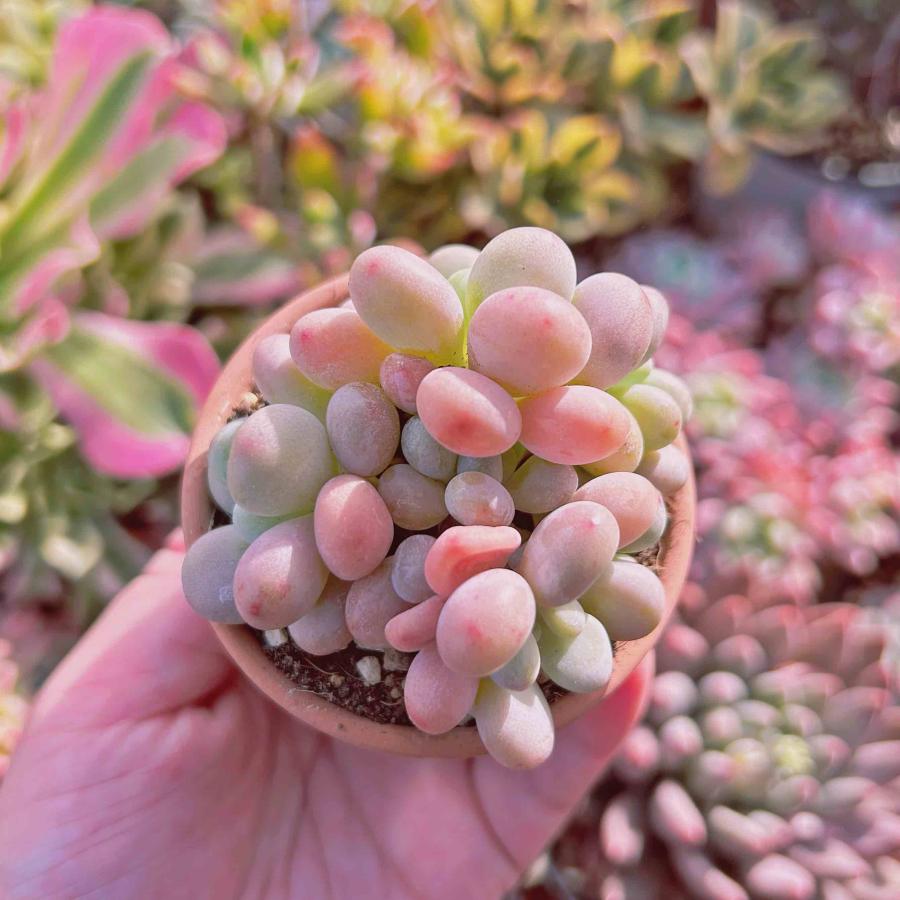 多肉植物 パールミルク 3〜5頭 群生 るる農園 : るる農園 - 通販