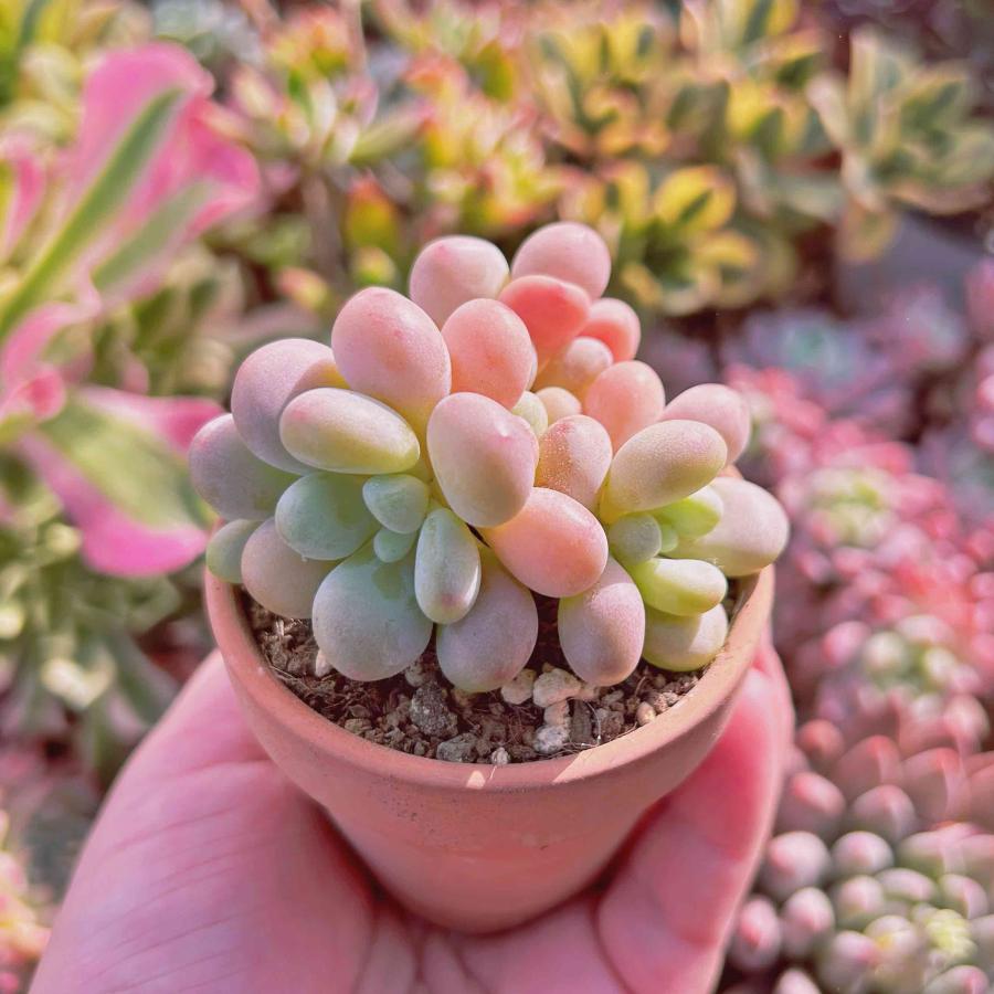 多肉植物 緑とピンク 中型*3 7a2f8fc336d26f666f2b12fc03b165