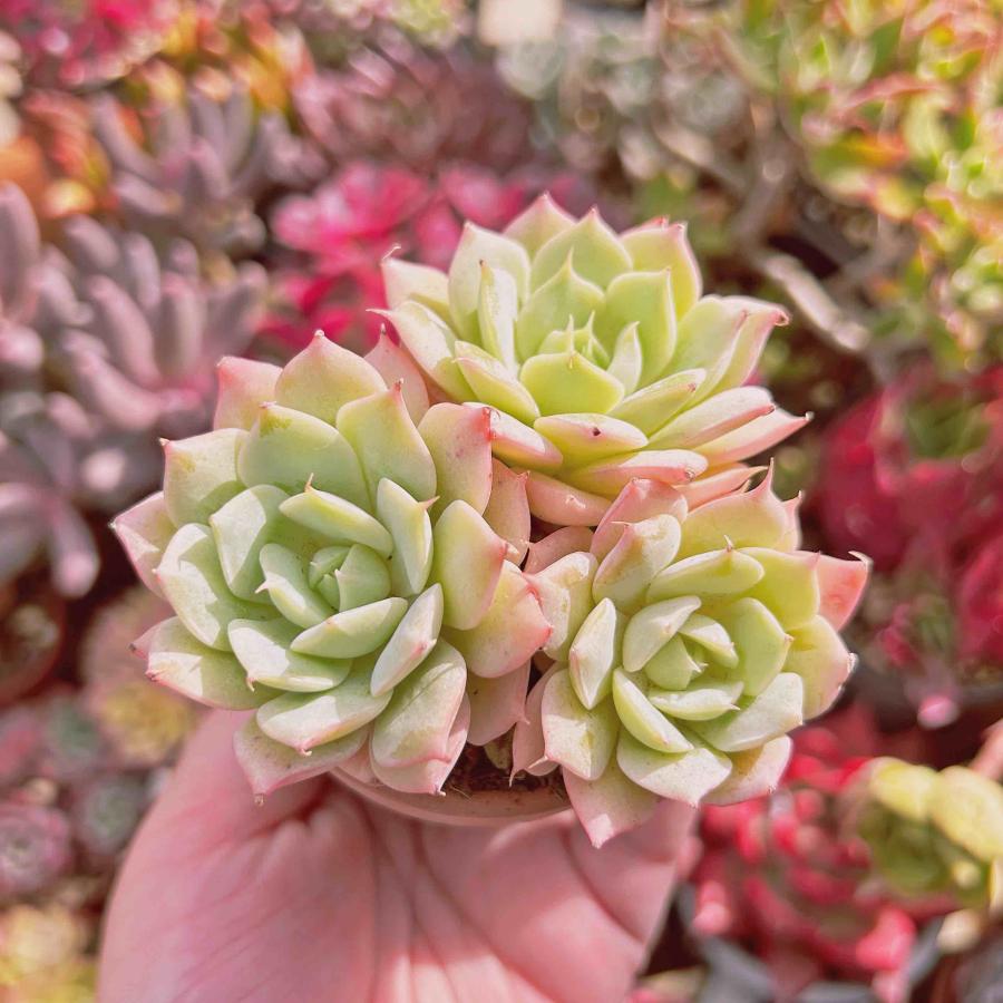 多肉植物 寄せ植え（ブラッドブリアナ） 【公式通販】