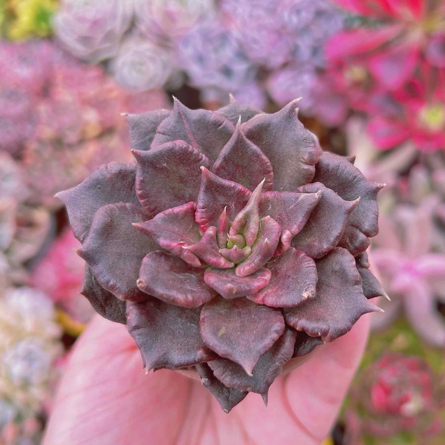 多肉植物 ブラックマディバ るる農園 : るる農園 - 通販 - Yahoo