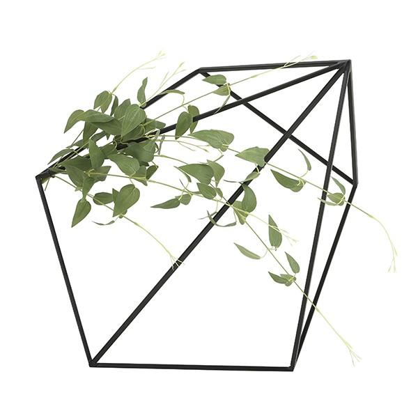 光の園 壁面緑化リキュソウ