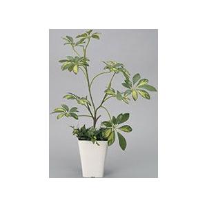 ポイント10倍《アートグリーン》《人工観葉植物》光触媒　光の園　シェフレラ