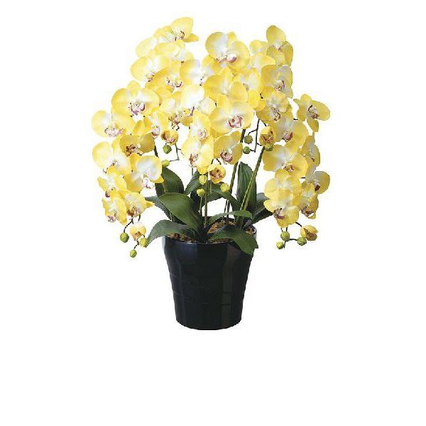 送料無料ポイント10倍《アートグリーン》《人工観葉植物》光触媒　光の園　クイーン胡蝶蘭Ｙ