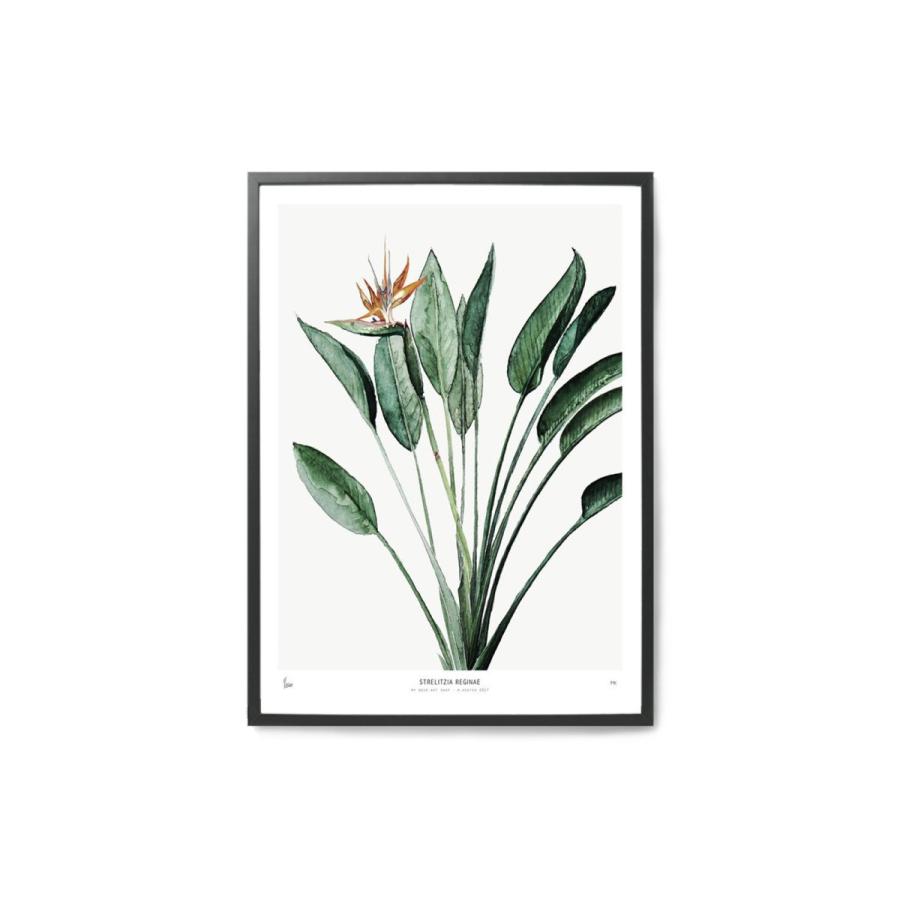 【在庫限り】【再入荷なし】アートポスター 50×70cm STRELITZIA REGINAE