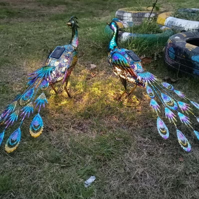 孔雀 ピーコック 綺麗 美しい 大きい 尾 おしゃれ 屋外 庭 芝生