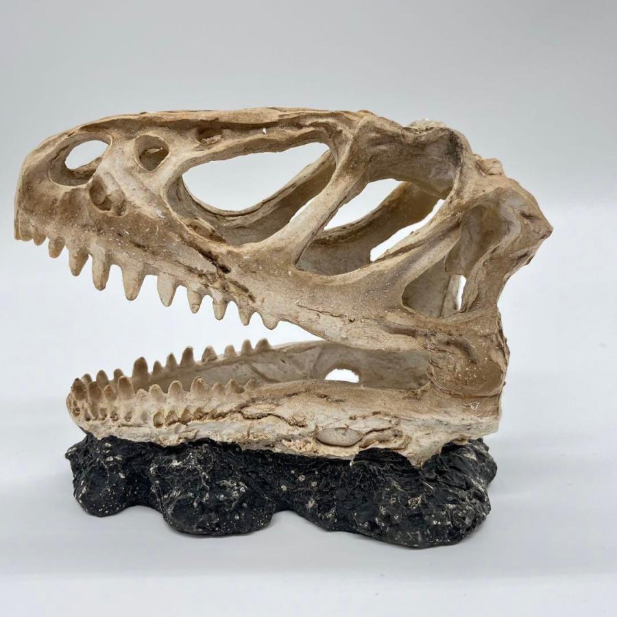 【即納】ティラノサウルス 頭骸骨 レプリカ インテリア 恐竜の化石 オブジェ 虎牙 中 化石_2