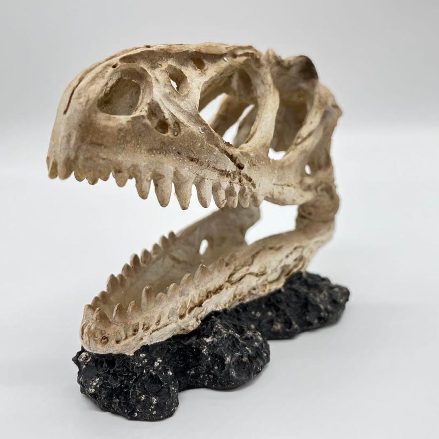 【即納】ティラノサウルス 頭骸骨 レプリカ インテリア 恐竜の化石 オブジェ 虎牙 中 化石_1