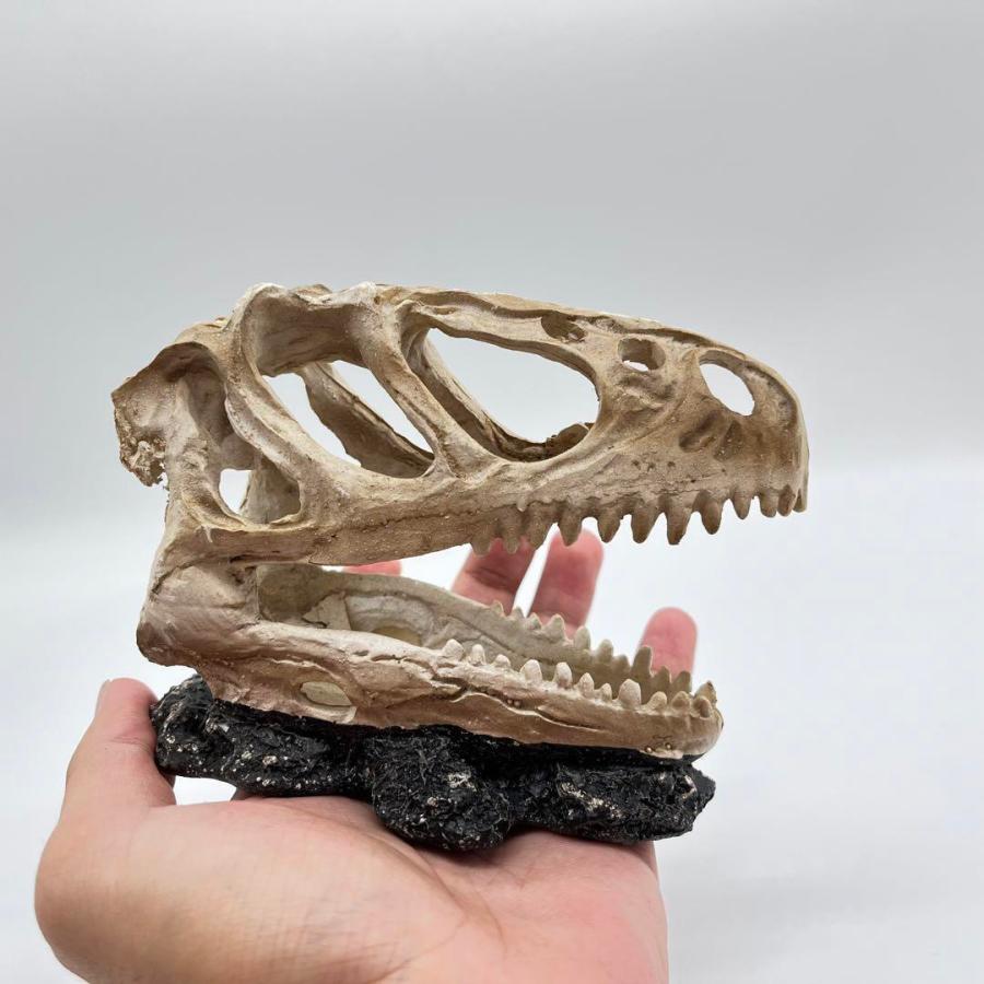【即納】ティラノサウルス 頭骸骨 レプリカ インテリア 恐竜の化石 オブジェ 虎牙 中 化石_3