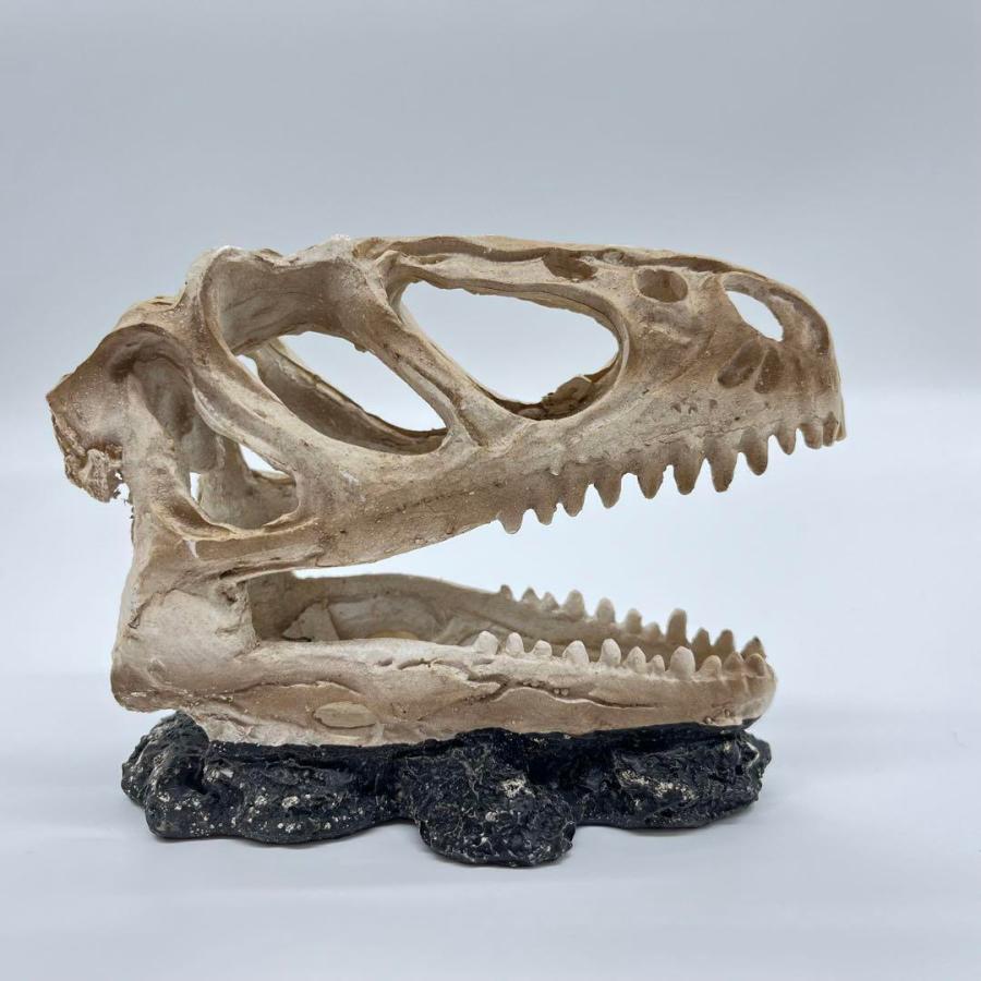 【即納】ティラノサウルス 頭骸骨 レプリカ インテリア 恐竜の化石 オブジェ 虎牙 中 化石_5