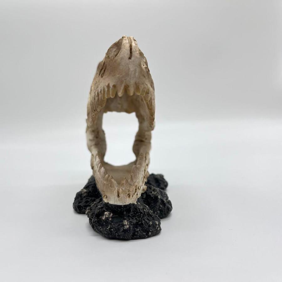 【即納】ティラノサウルス 頭骸骨 レプリカ インテリア 恐竜の化石 オブジェ 虎牙 中 化石_6
