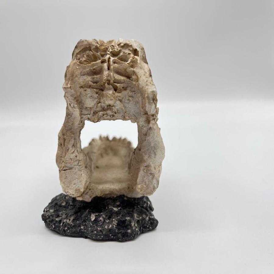 【即納】ティラノサウルス 頭骸骨 レプリカ インテリア 恐竜の化石 オブジェ 虎牙 中 化石_7