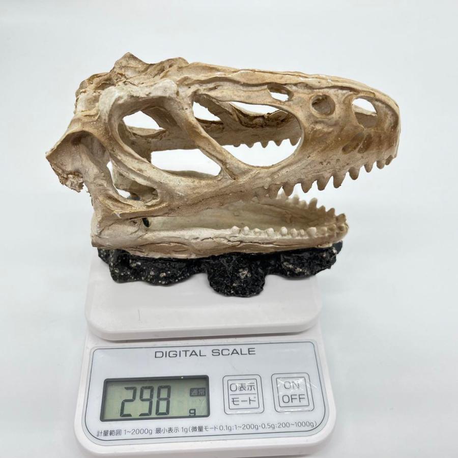 【即納】ティラノサウルス 頭骸骨 レプリカ インテリア 恐竜の化石 オブジェ 虎牙 中 化石_8