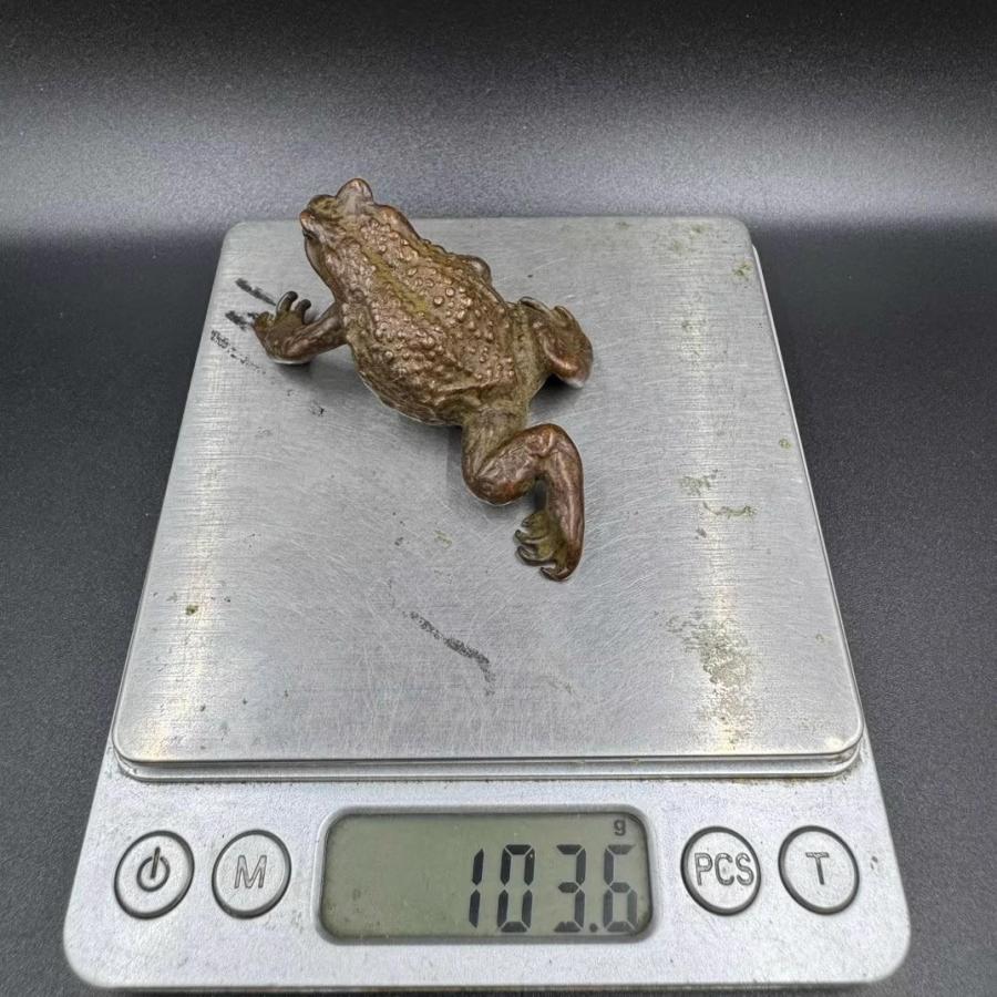 ヒキガエル ゴールデン ブロンズ カエル 置物 真鍮 開運 幸運 財運 金