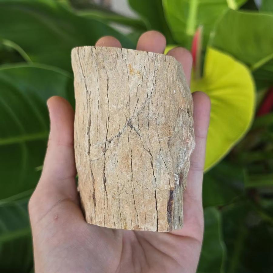 置物 珪化木 天然石 原石標本 220-390g オブジェ 不揃い 風水 玄関