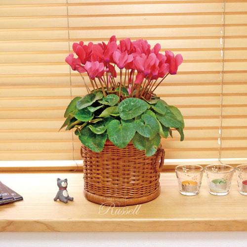 高品質 ラタン籐鉢カバー 6号 花鉢 シクラメン おしゃれな鉢 母の日