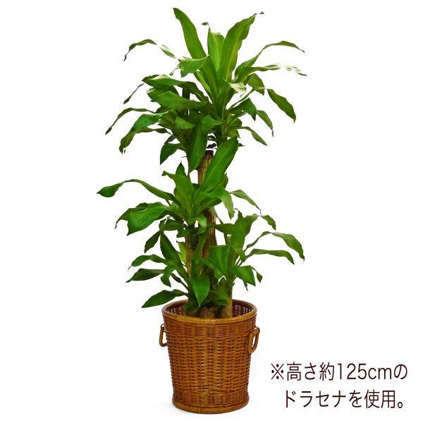 当店オリジナル】高品質 籐鉢カバー 8号 高級ラタンかごバスケット