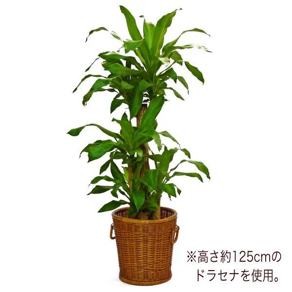 【当店オリジナル】高品質 籐鉢カバー 8号 高級ラタンかごバスケット 直径27cm 観葉植物 室内園芸 花カゴ　ガーデン｜russell｜04