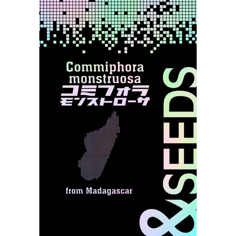 種子20粒]コミフォラ·モンストローサ Commiphora monstruosa (20