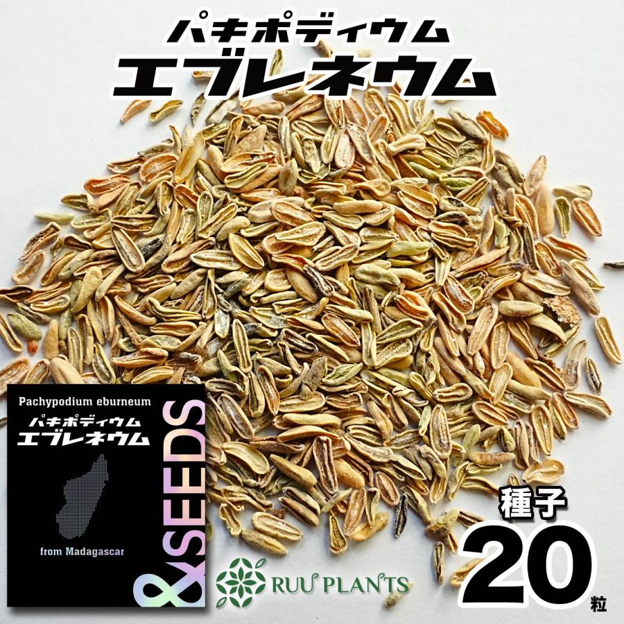 超新鮮 自家採種 パキポディウム ウィンゾリー 種子 50粒 塊根植物