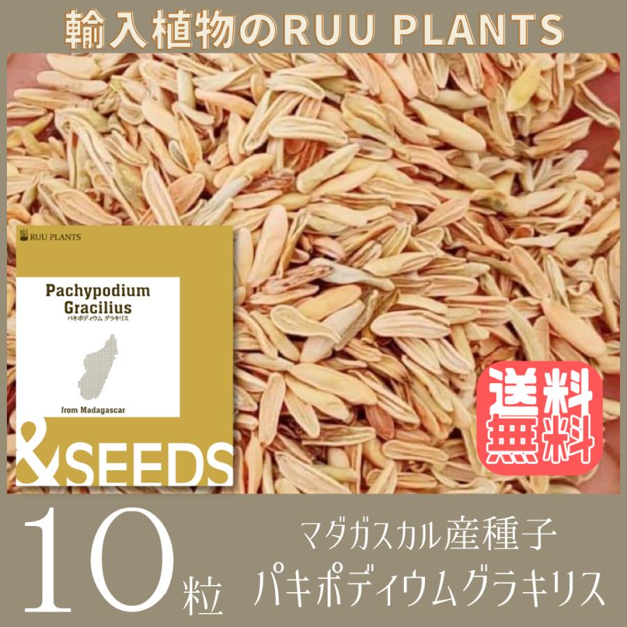 種子10粒】パキポディウムグラキリス Pachypodium rosulatum var