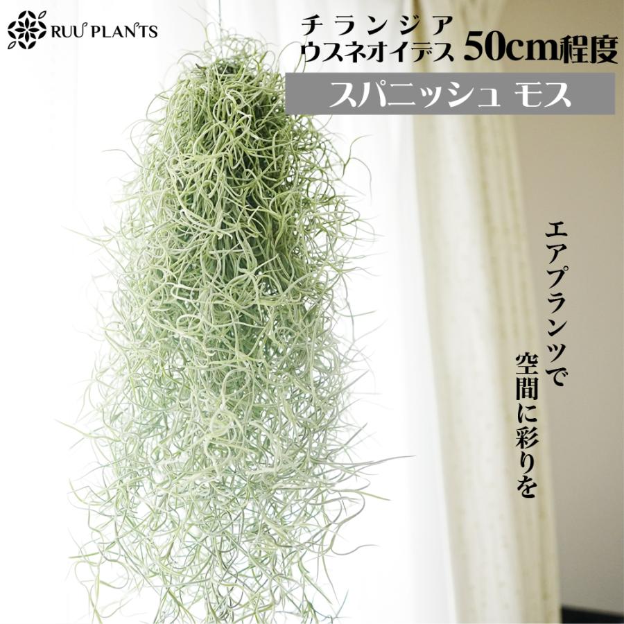 【専用】　チランジア　ウスネオイデス　B束8つ　スパニッシュモス ボリューム満点【Lサイズ】スパニッシュモス／チランジア