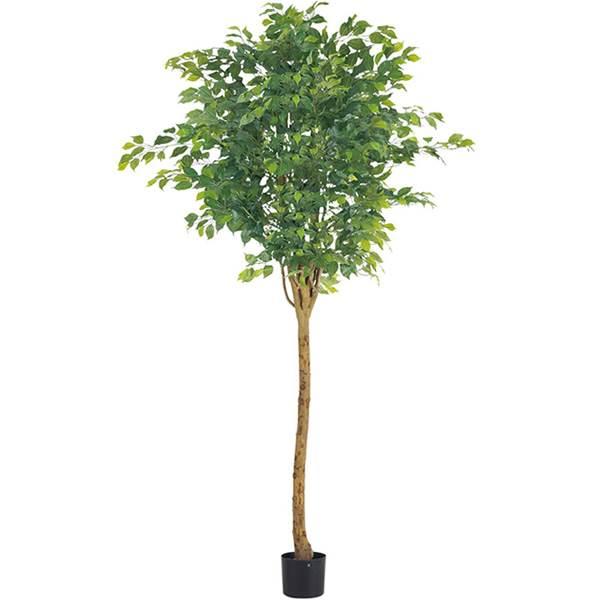 人工観葉植物 210cm ラウンドフィカスツリー（ナチュラルトランク）[ONSLETR7642]