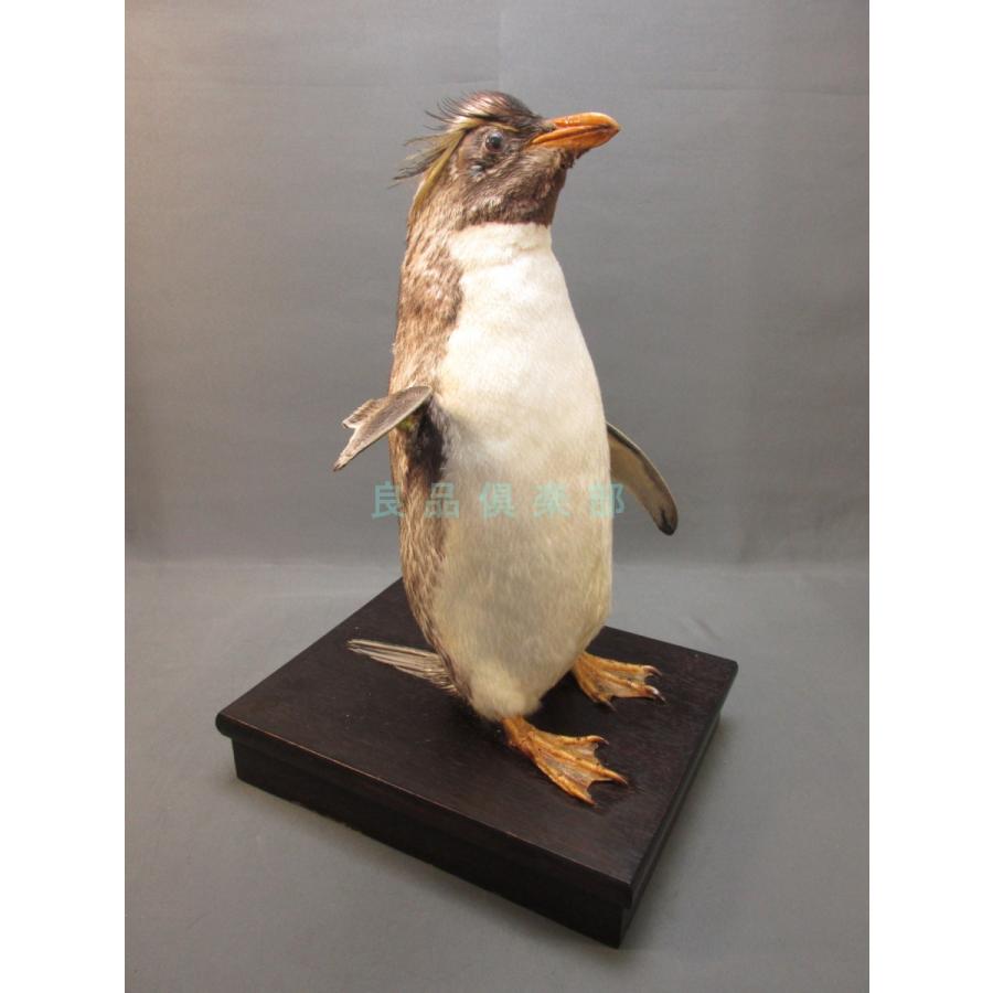 ペンギン剥製 本物剥製] イワトビペンギン 身長39cm 台座付き : 良品倶楽部 - 通販