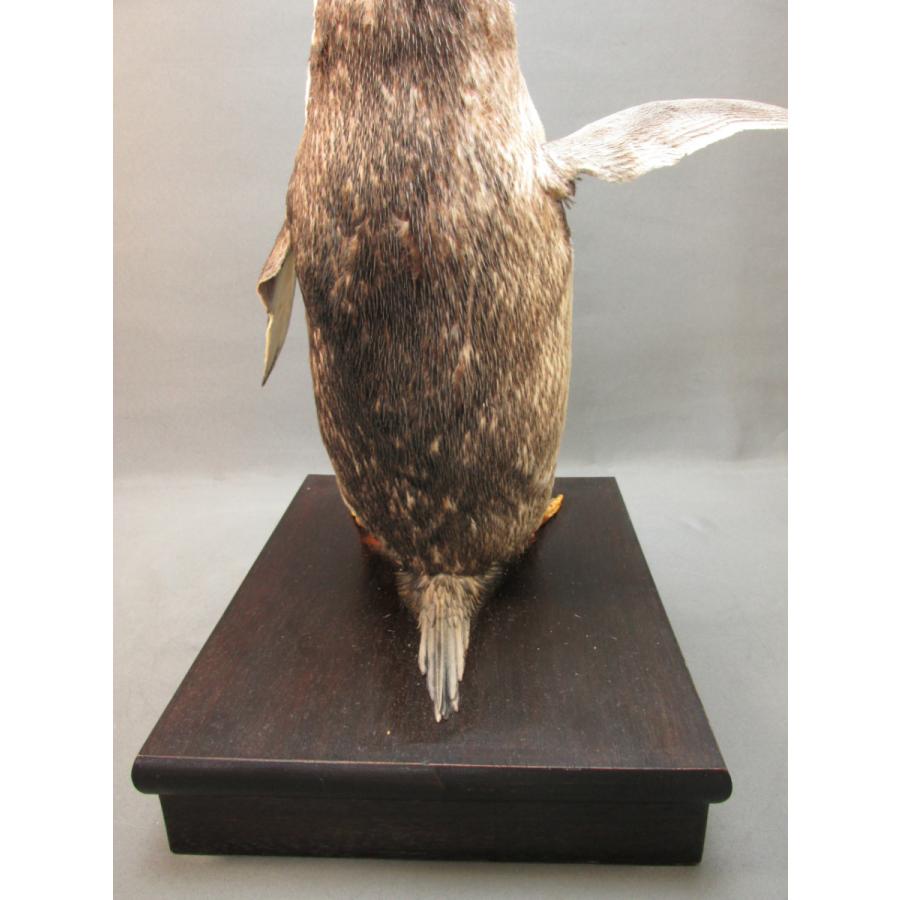 本物剥製] イワトビペンギン 身長39cm 台座付き : 良品倶楽部 - 通販