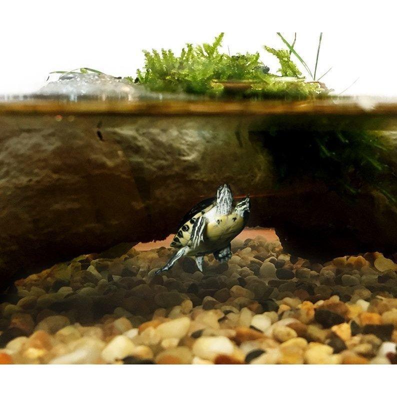 ペット用品 ペット用 水槽装飾 流木 New 小動物 カメの浮き島 プラットフォーム 樹脂 亀 カエル トカゲ 爬虫類 両生類 形状おまかせ タートル Zsyh 良品楽市楽座ストア 通販 Yahoo ショッピング
