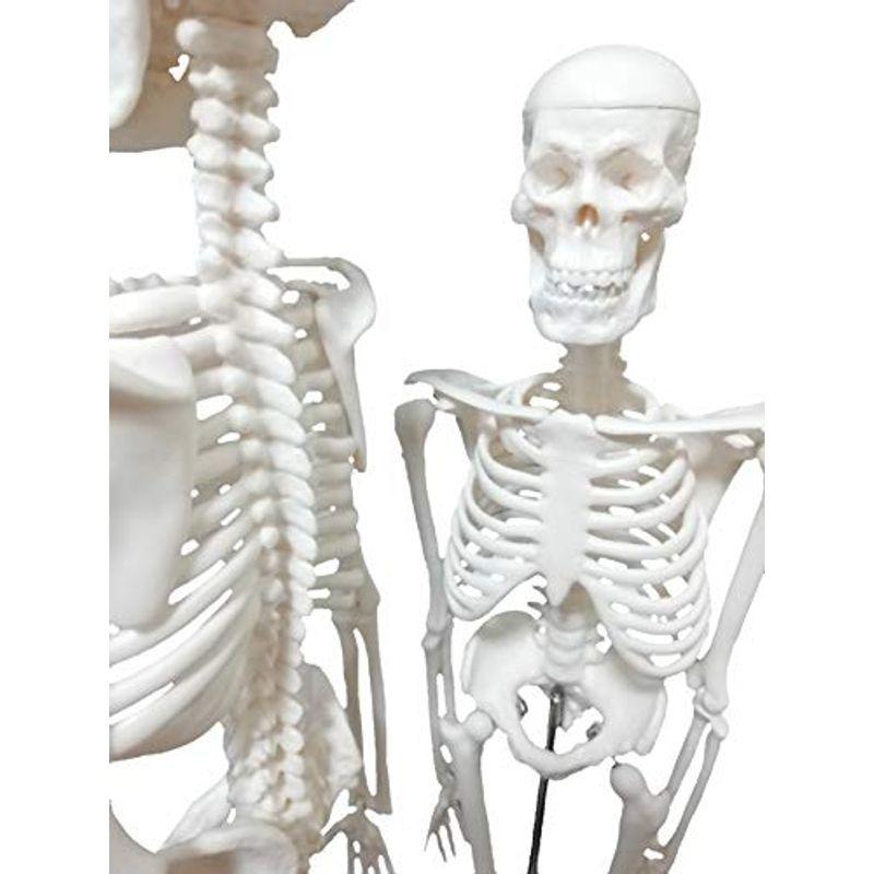 OWLIAN 人体骨格模型 骨格標本 全身 直立型 関節可動 骸骨 教材 45? 1/4モデル (45? 1/4縮小モデル)  :20211104224329-00084:良品Yahoo!ショップ - 通販 - Yahoo!ショッピング
