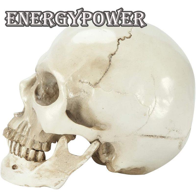 EnergyPower 実物大 頭蓋骨 レプリカ あごが動く可動式 骸骨 人体模型 